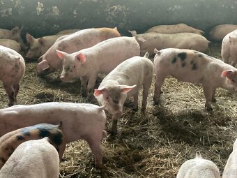 Dochov ošípaných - 4