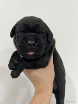 Cane Corso šteniatka s PP / predbežná rezervácia - 4