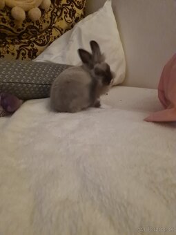 Zajačik Sky 💝 - 4