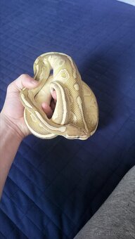 Pyton python regius kráľovský - 4