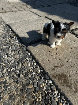 Yorkshire teriér mini - 4