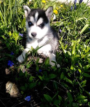 Sibirsky husky hasky - 4