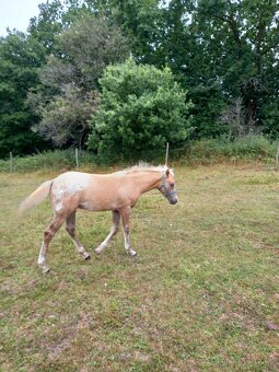 Appaloosa - 4