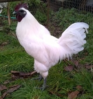 Kohút Ga H Mong - 4