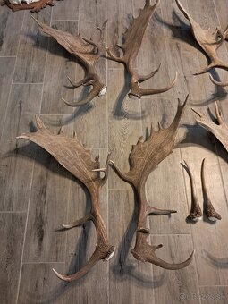 Zhody, parožie,trofej - 4