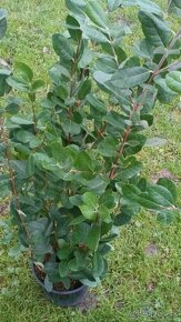 Brazílska guajava-Acca sellowiana - 4