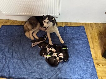 Prodám krásné štěňátka sibiřský husky k rezervací - 4
