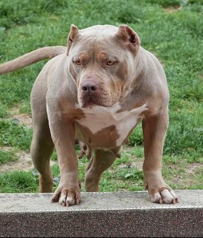 ✨ ŠTENIATKA AMERICAN BULLY XL/XXL - 4