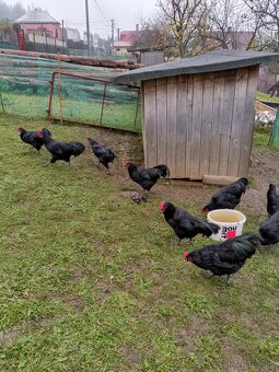 Australorpka velká čierna - 4