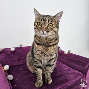 Očarujúca mačička ZOJKA hľadá domov - 4