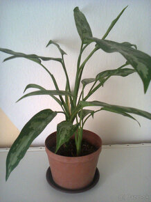 Orchidea - 4