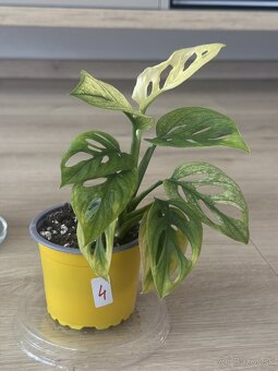 Monstera adansonii variegata - 4