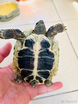 Suchozemská korytnačka - 4