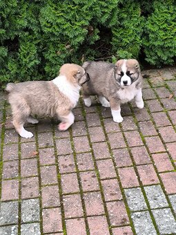 Stredoázijský ovčiak - 4