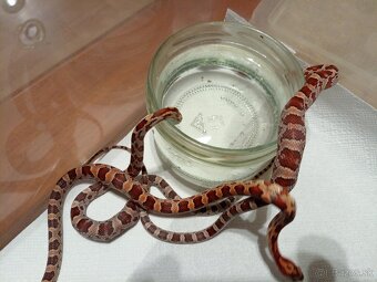 Uzovka červená - 4