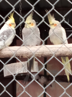 Korely -krúžkované - 4