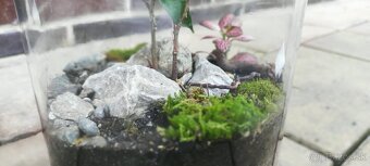 Rastlinné terárium (florárium) - 4