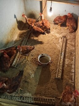 Predám mladých kohútov - 4