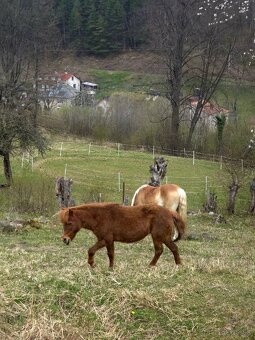 Pastvinové ustajnenie 24/7 - 4
