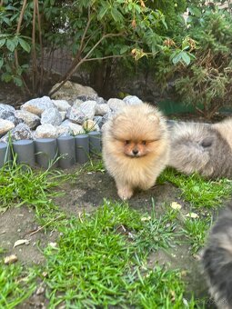 Pomeranian s pp FCI - 4