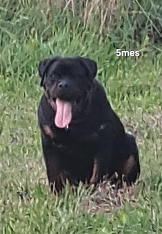 Rotvajler, rottweiler - 4