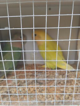 agapornis ružovohrdlý 1 - 4