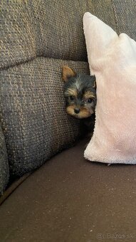 Yorkshirsky terier mini, york - 4