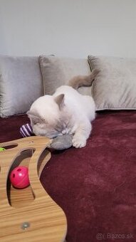 ŠKÓTSKE MAČKY s PP/ TICA 151 - 4