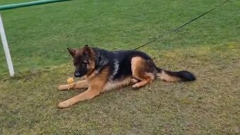 NEMECKÝ OVČIAK - 4