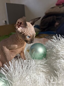 Mačiatka Sphynx - 4