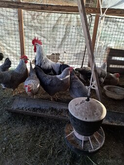 NV brakelky,vlašky,black star - 4