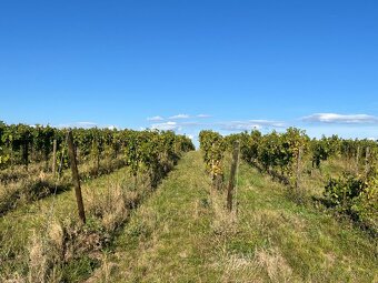 Prenájom vinohradu – Štefanová - 4