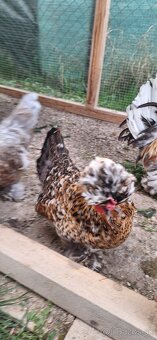 Nasadove vajíčka - 4