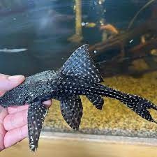 pleco - 4