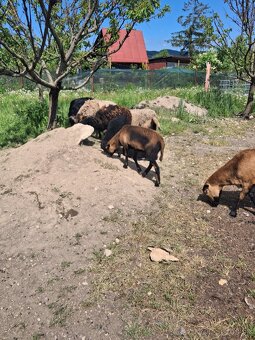 Predam kamerunskeho barana, ovecky a jahnata - 4