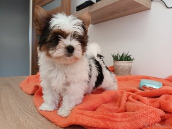Predám krásne šteniatka Biewer (Yorkshire terier) - 4