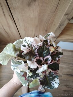 Africká fialka panašovana (Saintpaulia variegata) Valéria - 4