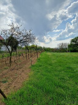 Na predaj vinohrad v meste Skalica - lokalita Žobráky - 4