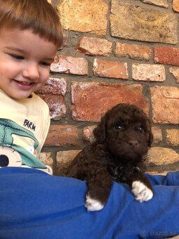 Lagotto Romagnolo - 4