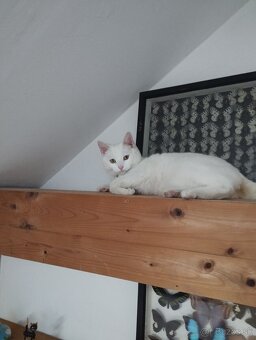 PREDAM KOCURIKA ROZUMNEHO..LEN SLUSNEMU CLOVEKU - 4
