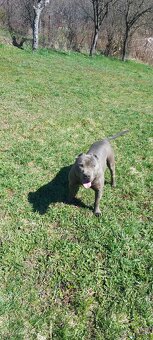 Americky pitbullterier - 4