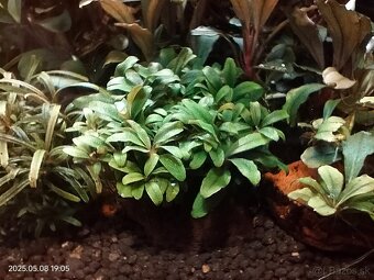 Akvariova rastlina Bucephalandra sp. Kualakuayan 1 - 4