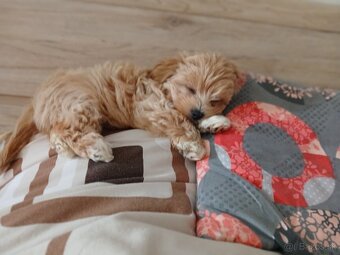 Maltipoo - 4