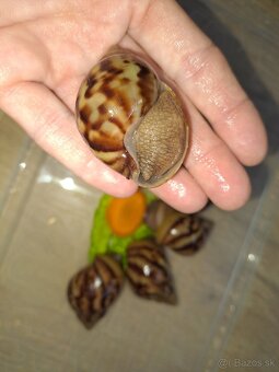 Africký slimák Lissachatina reticulata klasik malé - 4