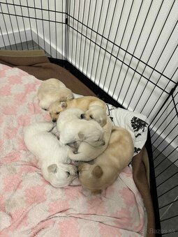 Predaj / Rezervácia šteniatok Zlatého retrievera - 4