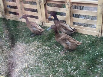 Predám campbell kačice - 4