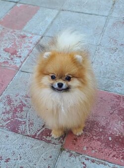 Pomeranian mini Boo - 4