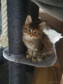 MAINE COON - 4