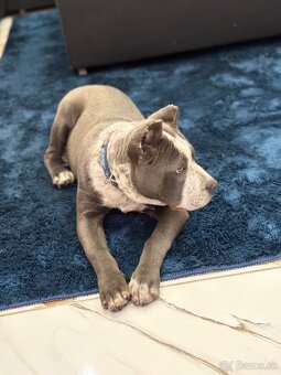 Americký stafford - 4