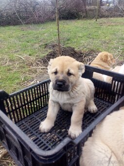 Prodám štěňata stredoázijských ovčáku - 4